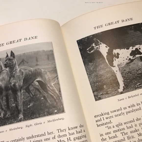 The Great Dane By D.E. Hale. 1938 Second Edition. Collectible Vintage. Hardback. - Picture 7 of 10